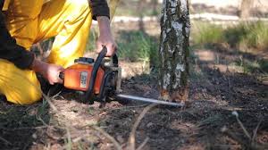 Reliable Trainer, PA  Tree Services Solutions